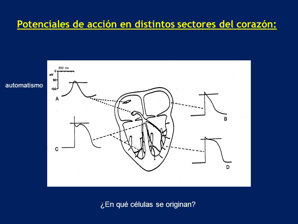 Potenciales de acción en distintos sectores del corazón: