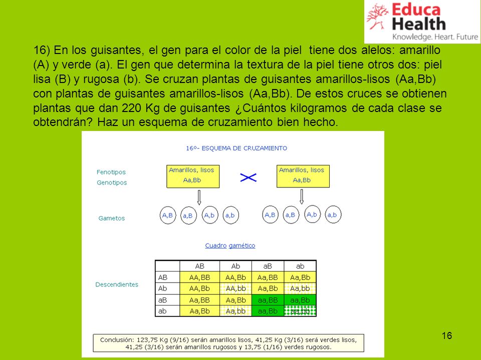16) En los guisantes, el gen para el color de la piel tiene dos alelos: amarillo (A) y verde (a).