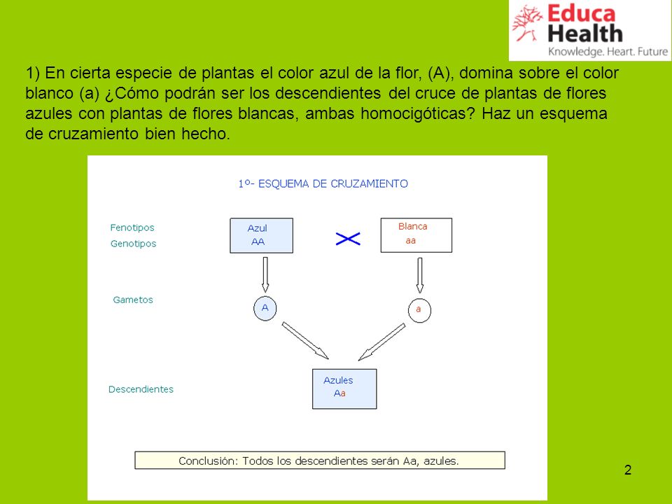 1) En cierta especie de plantas el color azul de la flor, (A), domina sobre el color blanco (a) ¿Cómo podrán ser los descendientes del cruce de plantas de flores azules con plantas de flores blancas, ambas homocigóticas.
