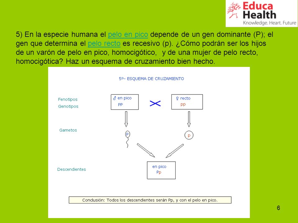 5) En la especie humana el pelo en pico depende de un gen dominante (P); el gen que determina el pelo recto es recesivo (p).
