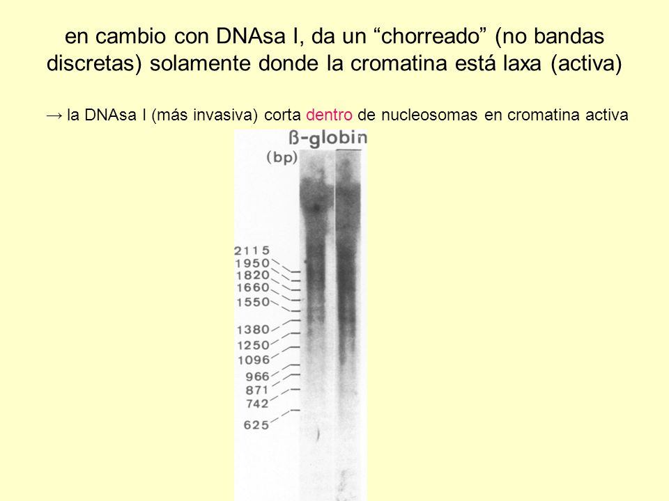 en cambio con DNAsa I, da un chorreado (no bandas discretas) solamente donde la cromatina está laxa (activa)