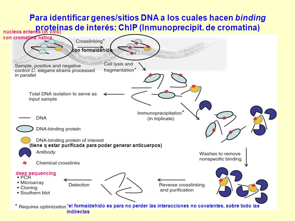 Para identificar genes/sitios DNA a los cuales hacen binding proteínas de interés: ChIP (Inmunoprecipit. de cromatina)