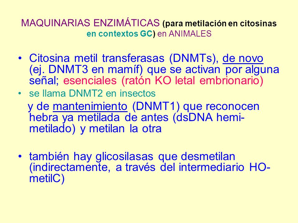 MAQUINARIAS ENZIMÁTICAS (para metilación en citosinas en contextos GC) en ANIMALES