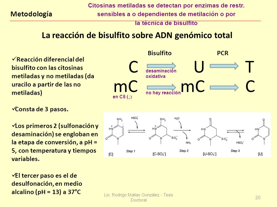 C U T mC La reacción de bisulfito sobre ADN genómico total Metodología