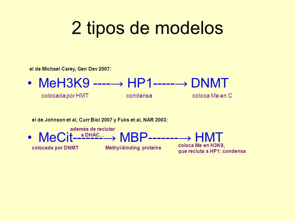 2 tipos de modelos MeH3K9 ----→ HP1-----→ DNMT