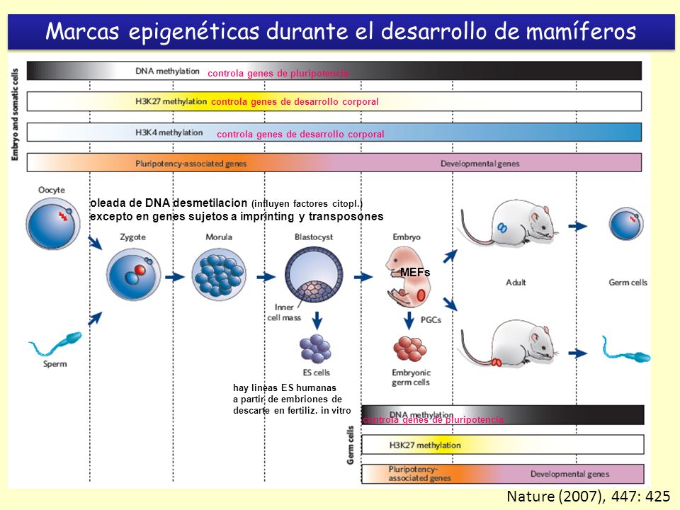 Marcas epigenéticas durante el desarrollo de mamíferos
