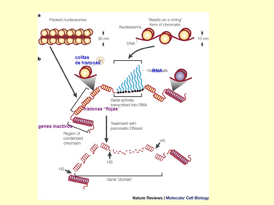 colitas de histonas RNA histonas flojas genes inactivos
