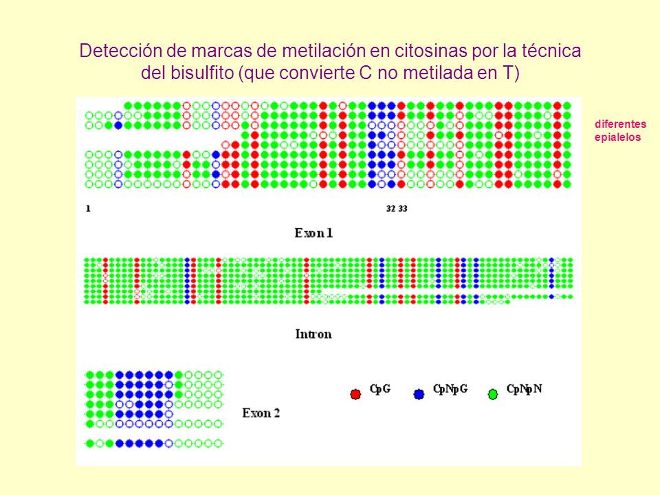 Detección de marcas de metilación en citosinas por la técnica del bisulfito (que convierte C no metilada en T)