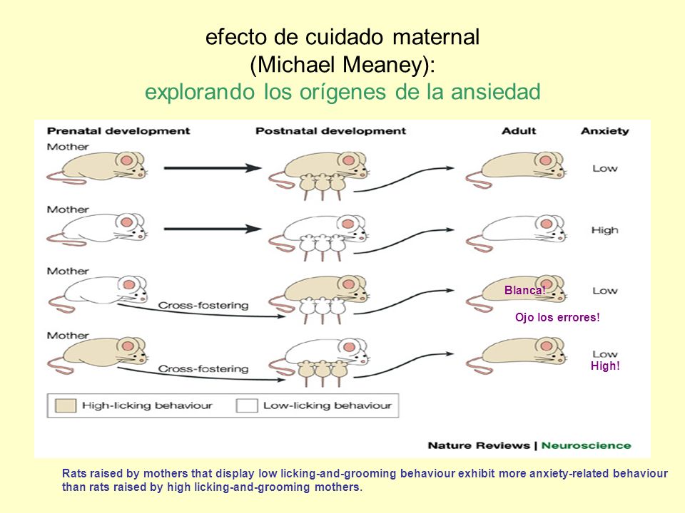 efecto de cuidado maternal (Michael Meaney): explorando los orígenes de la ansiedad