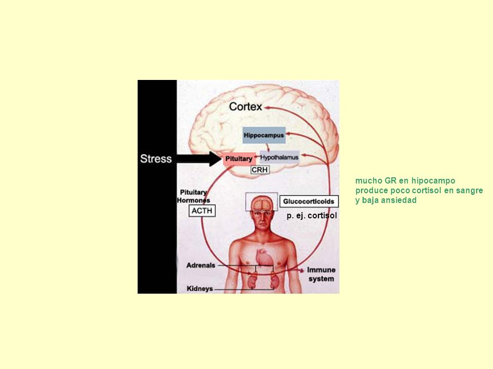 mucho GR en hipocampo produce poco cortisol en sangre y baja ansiedad p. ej. cortisol