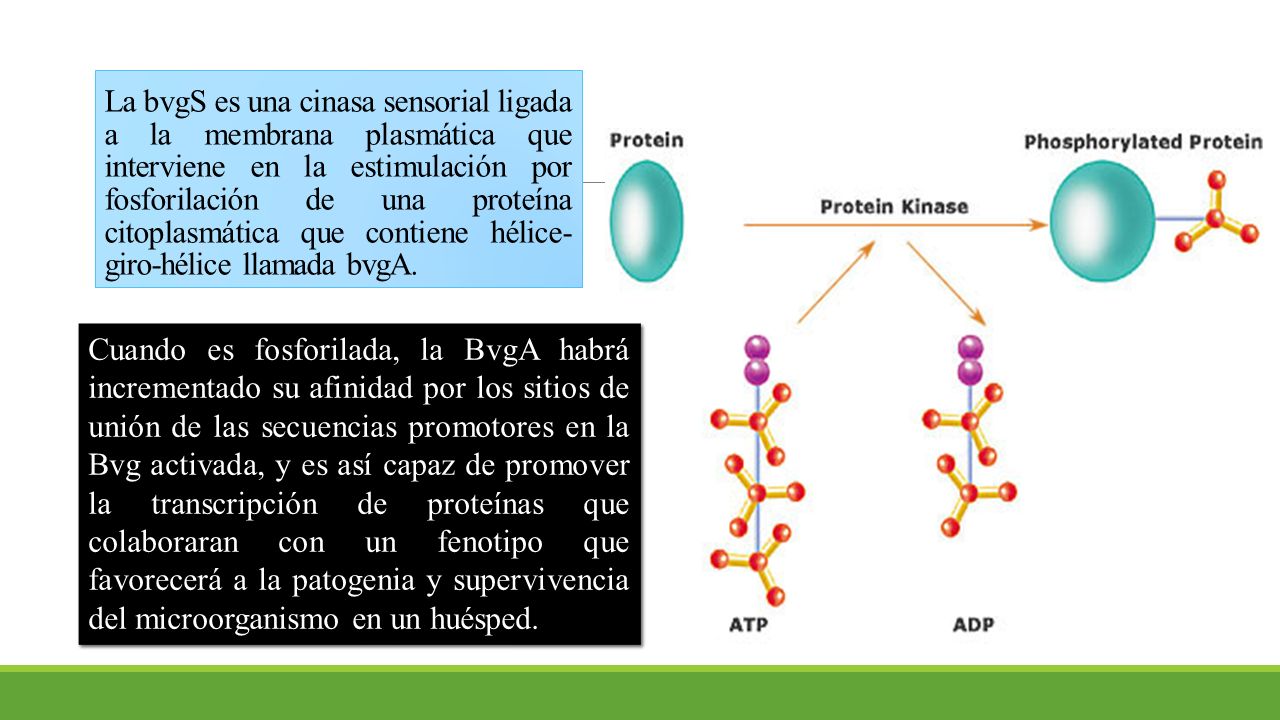 La bvgS es una cinasa sensorial ligada a la membrana plasmática que interviene en la estimulación por fosforilación de una proteína citoplasmática que contiene hélice-giro-hélice llamada bvgA.