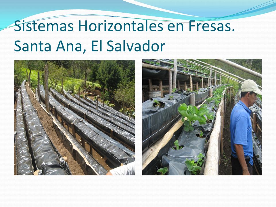 Sistemas Horizontales en Fresas. Santa Ana, El Salvador