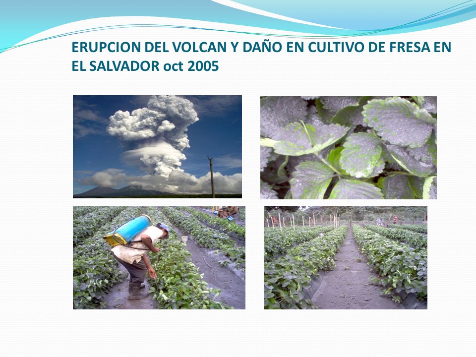 ERUPCION DEL VOLCAN Y DAÑO EN CULTIVO DE FRESA EN EL SALVADOR oct 2005