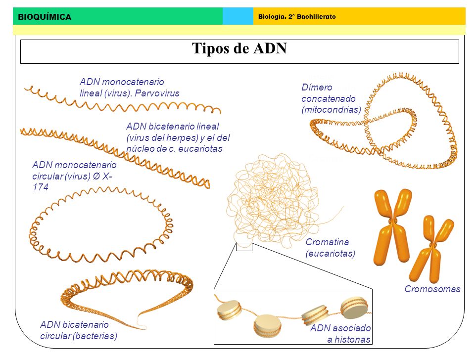 Tipos de ADN ADN monocatenario lineal (virus). Parvovirus