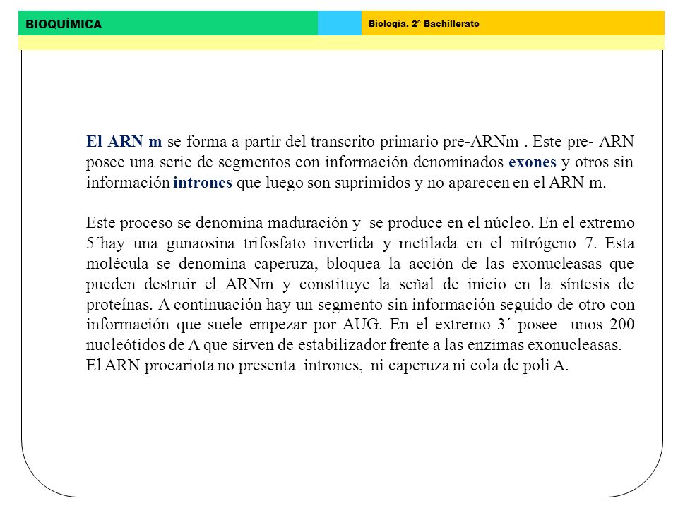 El ARN m se forma a partir del transcrito primario pre-ARNm