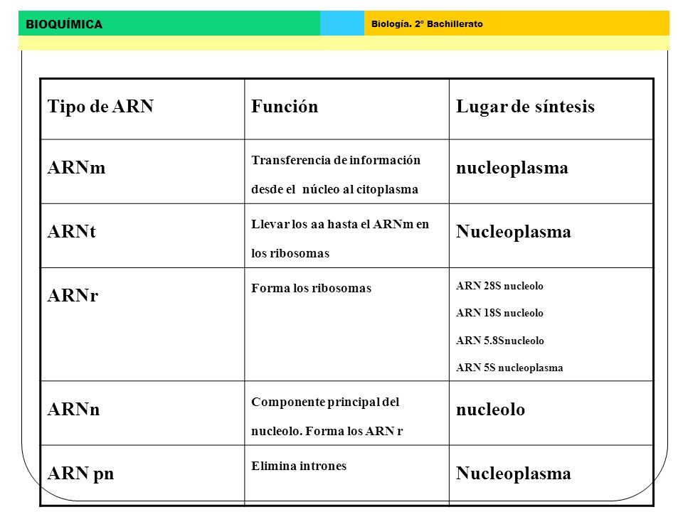 Tipo de ARN Función Lugar de síntesis ARNm nucleoplasma ARNt