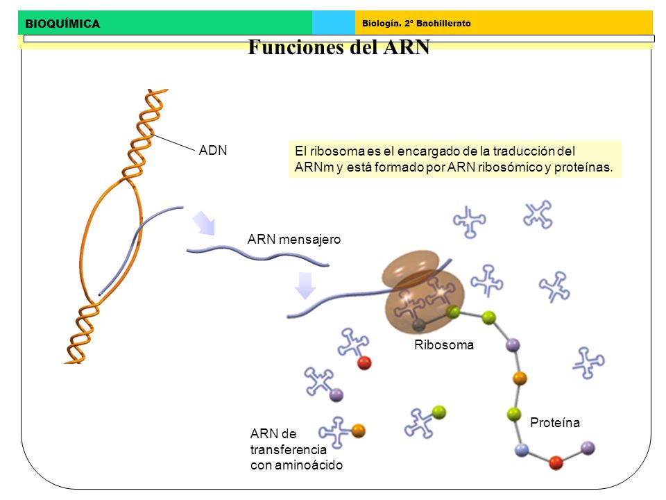 Funciones del ARN ADN. El ribosoma es el encargado de la traducción del ARNm y está formado por ARN ribosómico y proteínas.