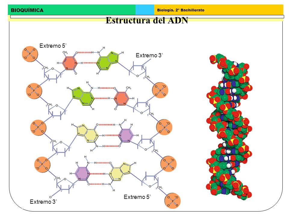 Estructura del ADN Extremo 5’ Extremo 3’ Extremo 5’ Extremo 3’