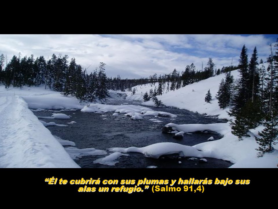 Él te cubrirá con sus plumas y hallarás bajo sus alas un refugio