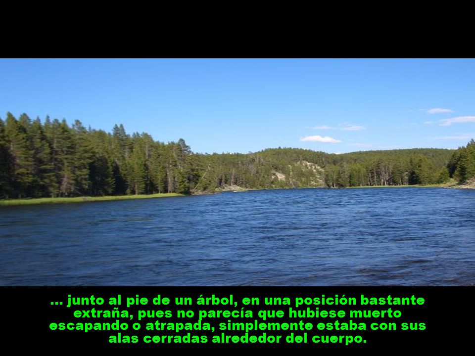 … junto al pie de un árbol, en una posición bastante extraña, pues no parecía que hubiese muerto escapando o atrapada, simplemente estaba con sus alas cerradas alrededor del cuerpo.