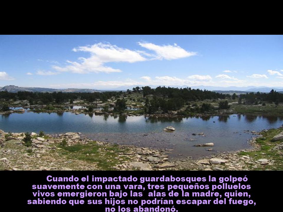 Cuando el impactado guardabosques la golpeó suavemente con una vara, tres pequeños polluelos vivos emergieron bajo las alas de la madre, quien, sabiendo que sus hijos no podrían escapar del fuego, no los abandonó.