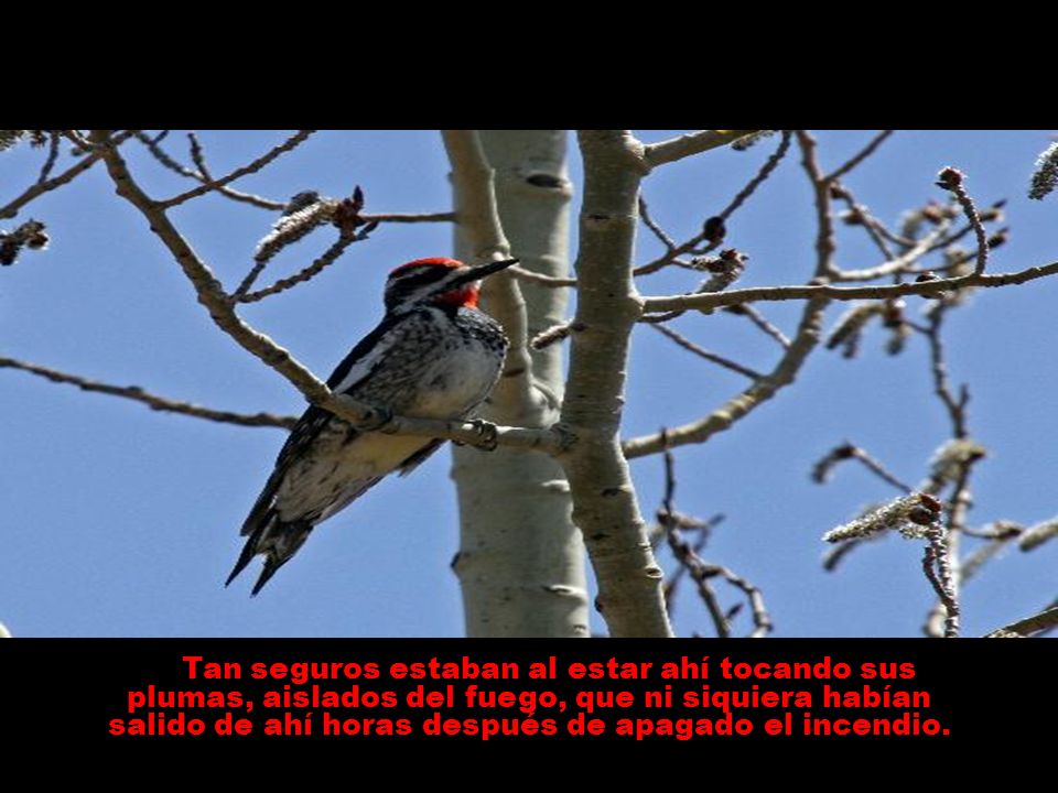 Tan seguros estaban al estar ahí tocando sus plumas, aislados del fuego, que ni siquiera habían salido de ahí horas después de apagado el incendio.