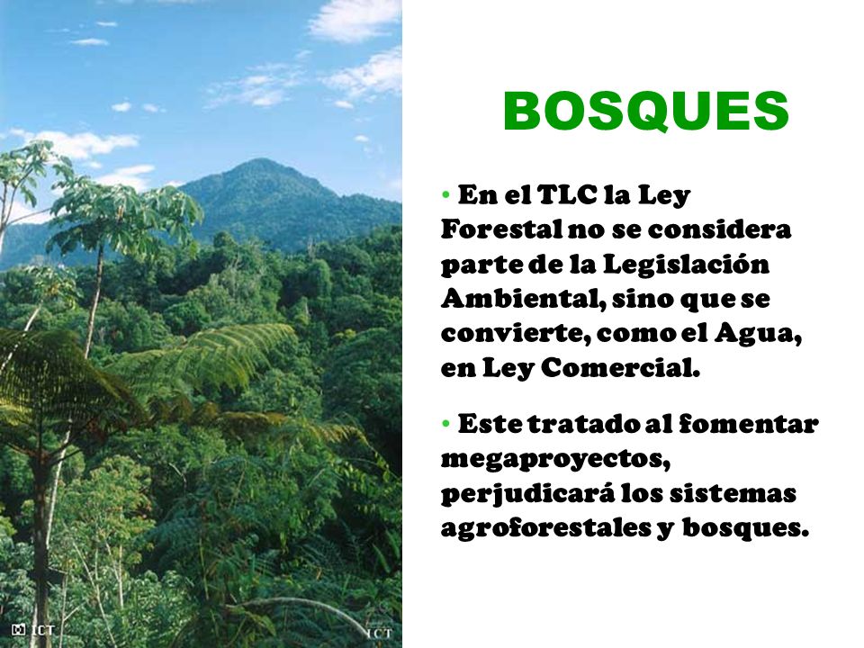 BOSQUES En el TLC la Ley Forestal no se considera parte de la Legislación Ambiental, sino que se convierte, como el Agua, en Ley Comercial.