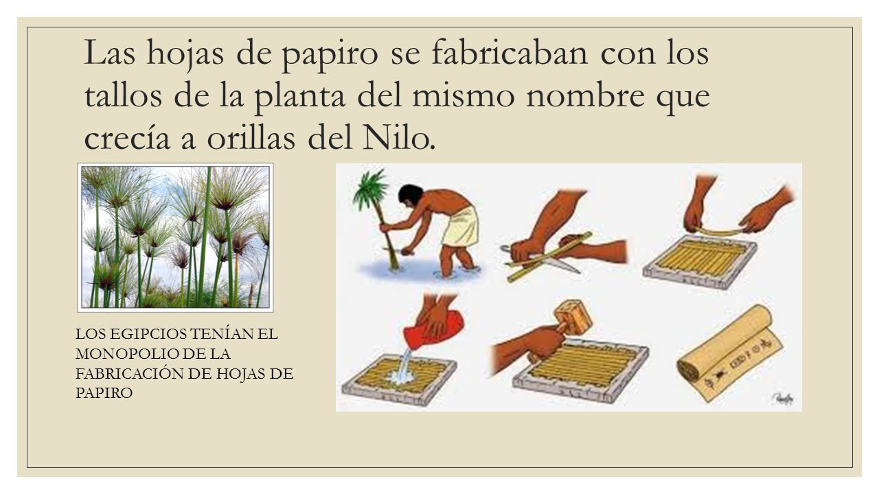 Las hojas de papiro se fabricaban con los tallos de la planta del mismo nombre que crecía a orillas del Nilo.