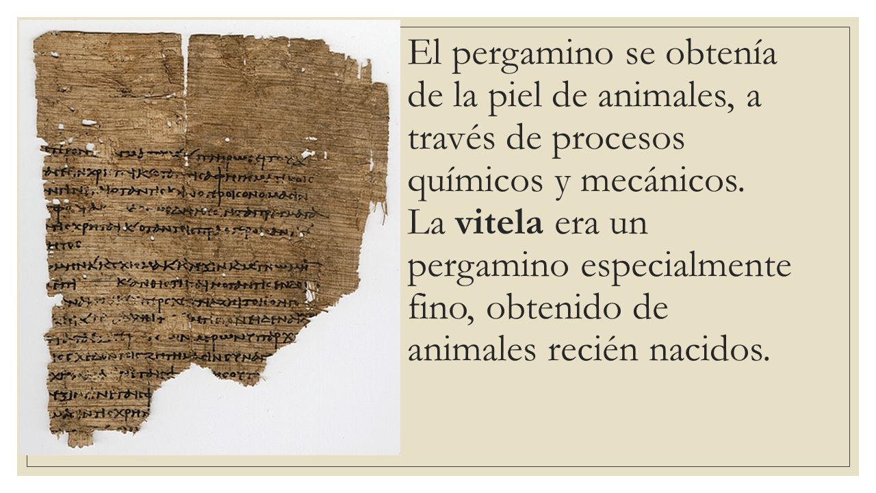El pergamino se obtenía de la piel de animales, a través de procesos químicos y mecánicos.