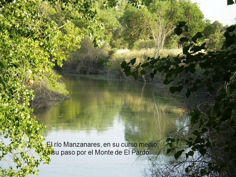 El río Manzanares, en su curso medio, a su paso por el Monte de El Pardo.