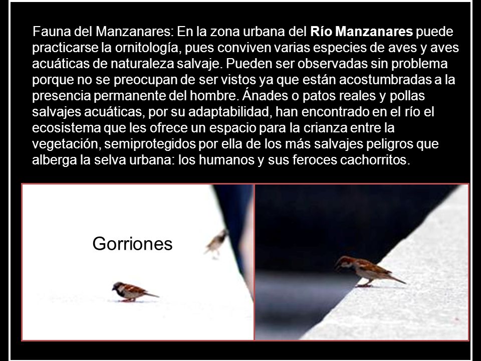 Fauna del Manzanares: En la zona urbana del Río Manzanares puede practicarse la ornitología, pues conviven varias especies de aves y aves acuáticas de naturaleza salvaje. Pueden ser observadas sin problema porque no se preocupan de ser vistos ya que están acostumbradas a la presencia permanente del hombre. Ánades o patos reales y pollas salvajes acuáticas, por su adaptabilidad, han encontrado en el río el ecosistema que les ofrece un espacio para la crianza entre la vegetación, semiprotegidos por ella de los más salvajes peligros que alberga la selva urbana: los humanos y sus feroces cachorritos.