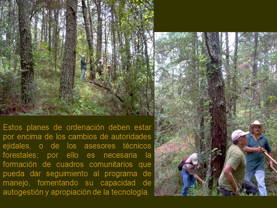Estos planes de ordenación deben estar por encima de los cambios de autoridades ejidales, o de los asesores técnicos forestales; por ello es necesaria la formación de cuadros comunitarios que pueda dar seguimiento al programa de manejo, fomentando su capacidad de autogestión y apropiación de la tecnología.
