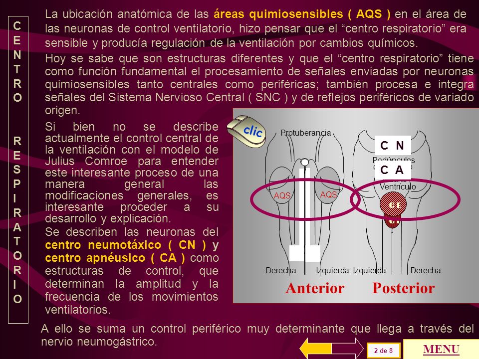 La ubicación anatómica de las áreas quimiosensibles ( AQS ) en el área de las neuronas de control ventilatorio, hizo pensar que el centro respiratorio era sensible y producía regulación de la ventilación por cambios químicos.