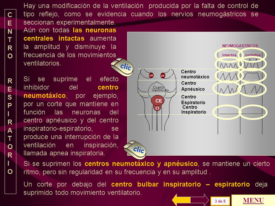 Hay una modificación de la ventilación producida por la falta de control de tipo reflejo, como se evidencia cuando los nervios neumogástricos se seccionan experimentalmente.