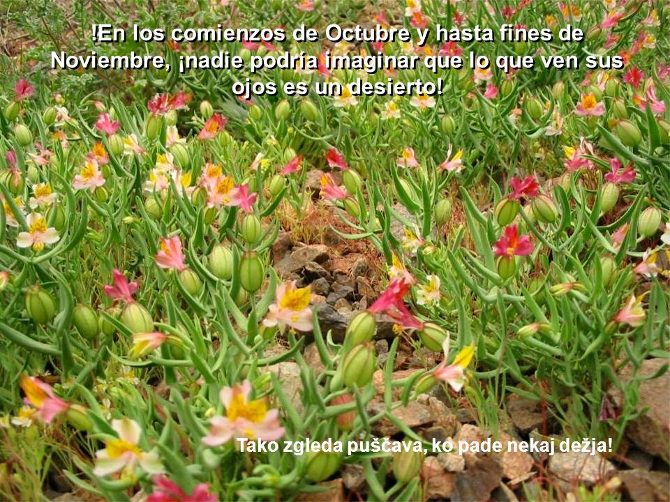 !En los comienzos de Octubre y hasta fines de Noviembre, ¡nadie podría imaginar que lo que ven sus ojos es un desierto!