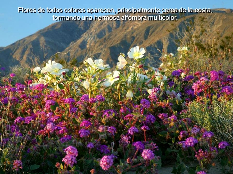 Flores de todos colores aparecen, principalmente cerca de la costa, formando una hermosa alfombra multicolor.
