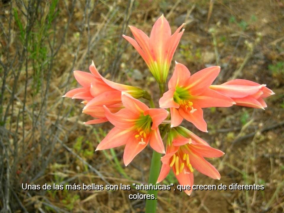 Unas de las más bellas son las añañucas , que crecen de diferentes colores.