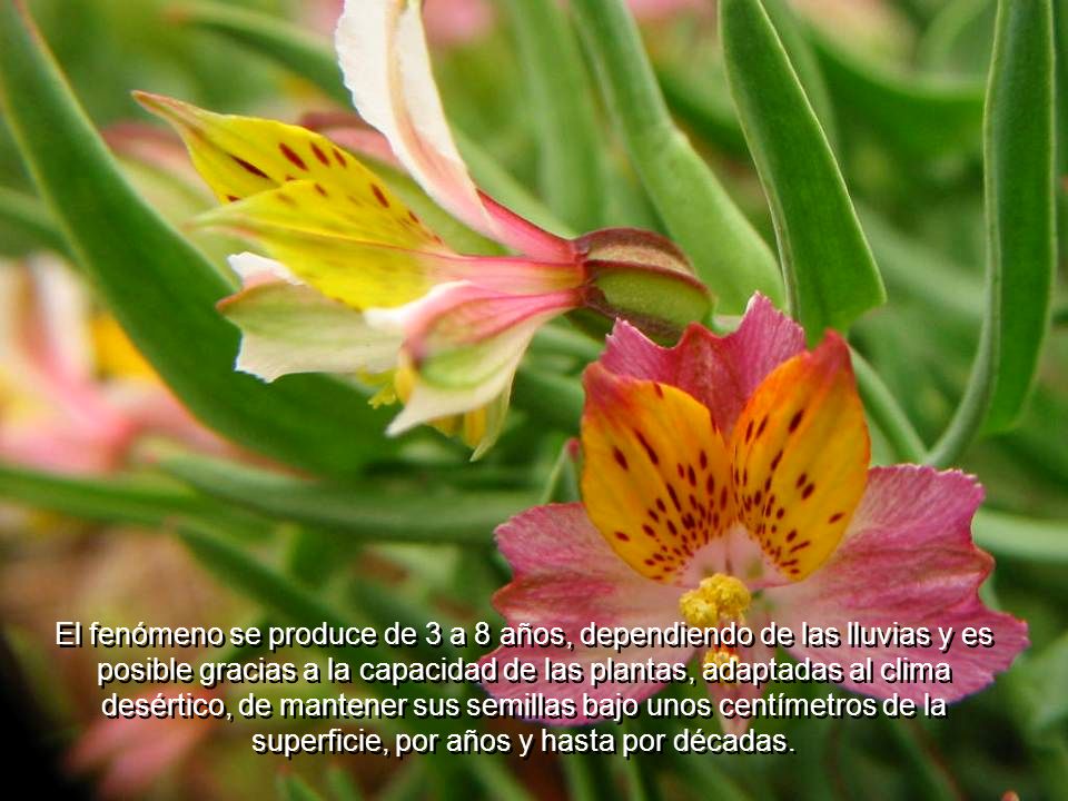 El fenómeno se produce de 3 a 8 años, dependiendo de las lluvias y es posible gracias a la capacidad de las plantas, adaptadas al clima desértico, de mantener sus semillas bajo unos centímetros de la superficie, por años y hasta por décadas.