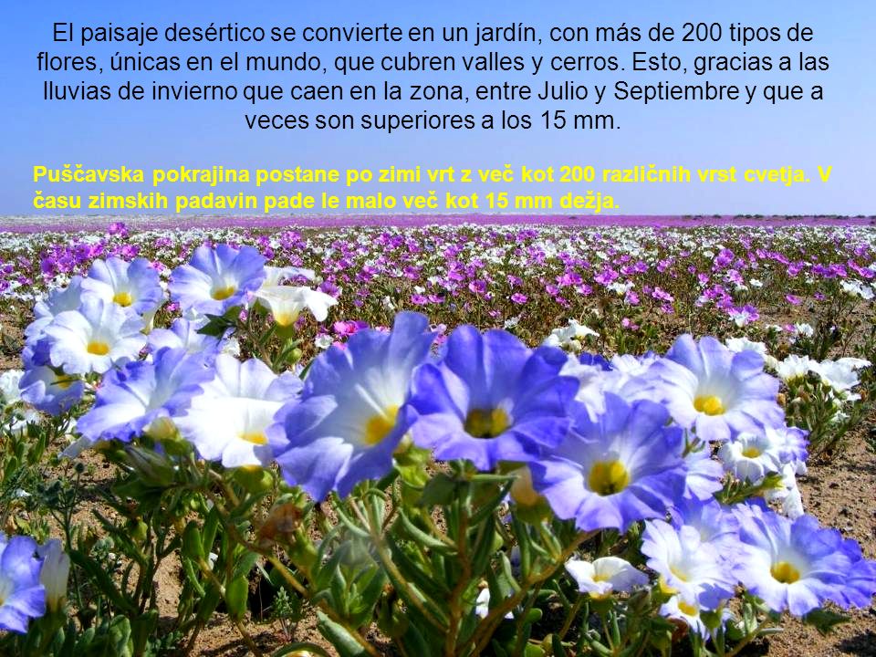 El paisaje desértico se convierte en un jardín, con más de 200 tipos de flores, únicas en el mundo, que cubren valles y cerros. Esto, gracias a las lluvias de invierno que caen en la zona, entre Julio y Septiembre y que a veces son superiores a los 15 mm.