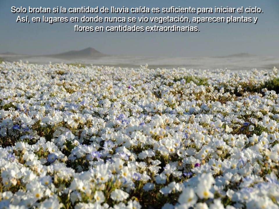 Solo brotan si la cantidad de lluvia caída es suficiente para iniciar el ciclo.