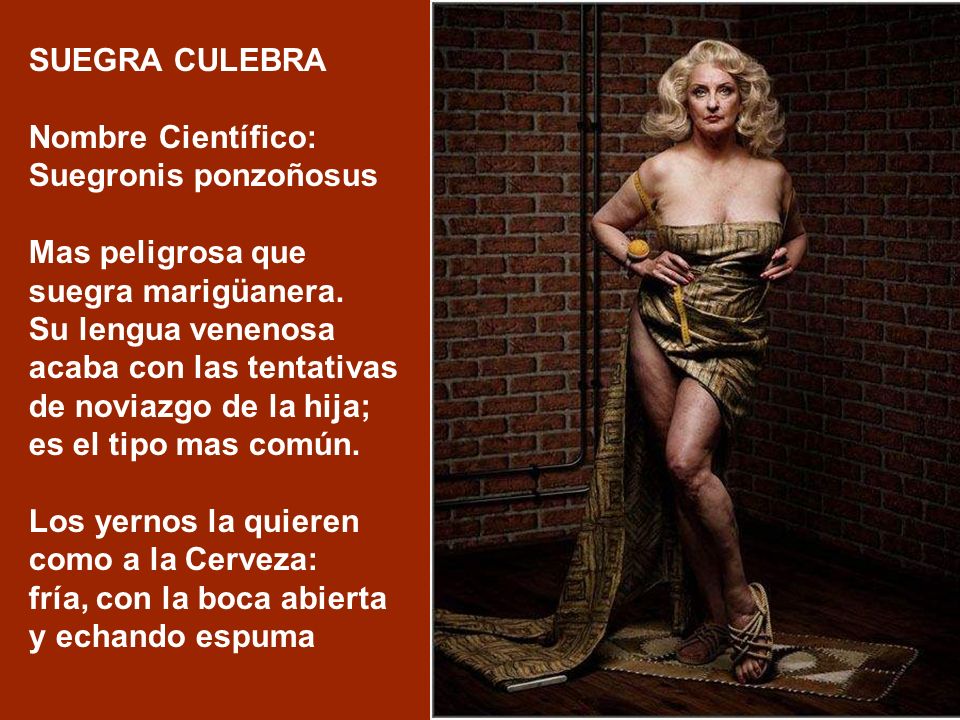 SUEGRA CULEBRA Nombre Científico: Suegronis ponzoñosus. Mas peligrosa que suegra marigüanera.