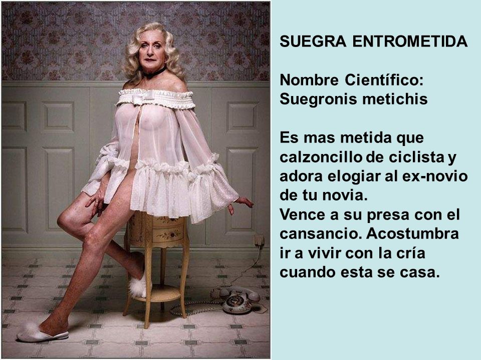 SUEGRA ENTROMETIDA Nombre Científico: Suegronis metichis. Es mas metida que calzoncillo de ciclista y adora elogiar al ex-novio de tu novia.