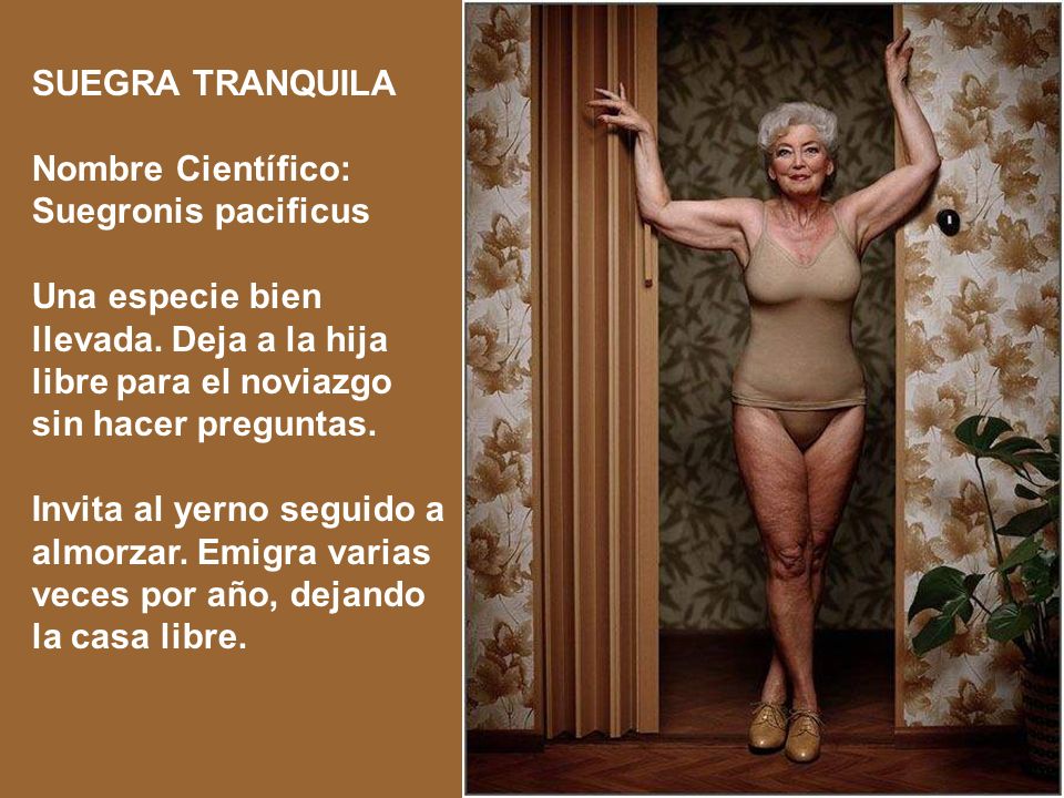 SUEGRA TRANQUILA Nombre Científico: Suegronis pacificus. Una especie bien llevada. Deja a la hija libre para el noviazgo sin hacer preguntas.