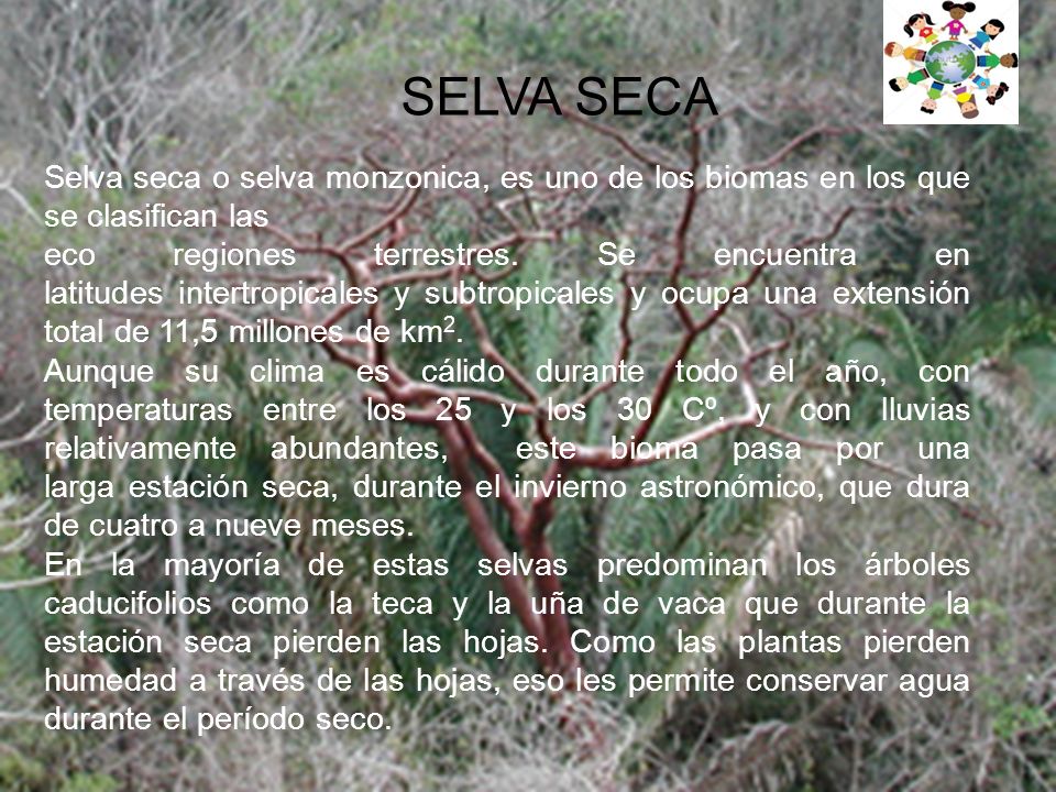 SELVA SECA Selva seca o selva monzonica, es uno de los biomas en los que se clasifican las