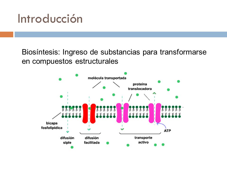 Introducción Biosíntesis: Ingreso de substancias para transformarse en compuestos estructurales