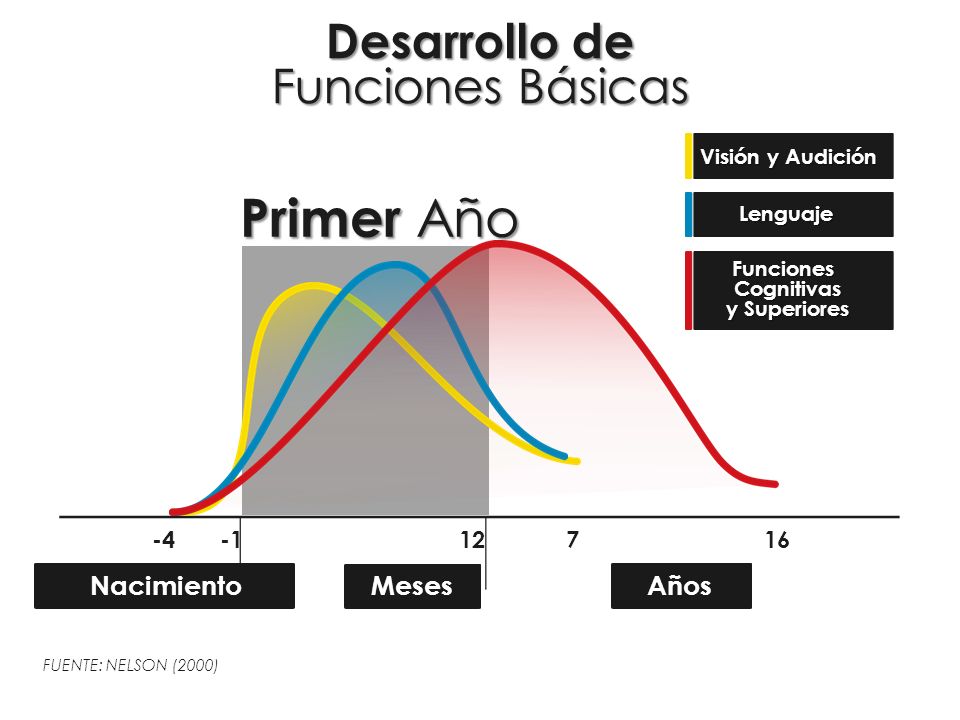 Primer Año Desarrollo de Funciones Básicas Nacimiento Meses Años -4 -1
