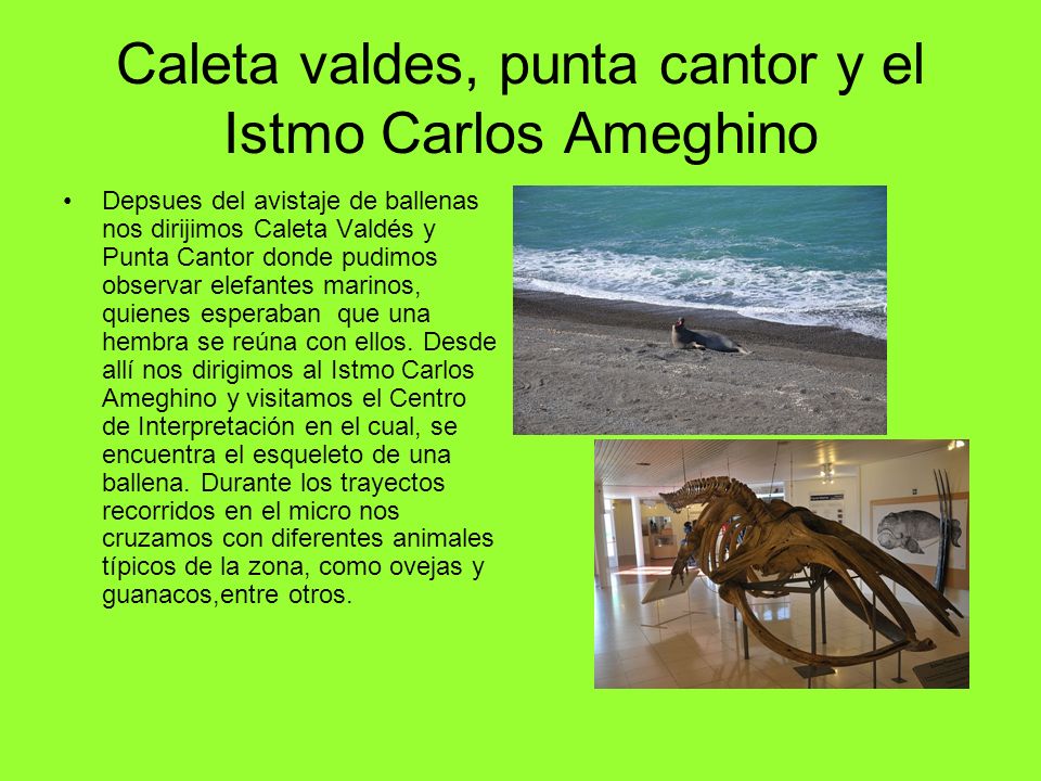 Caleta valdes, punta cantor y el Istmo Carlos Ameghino