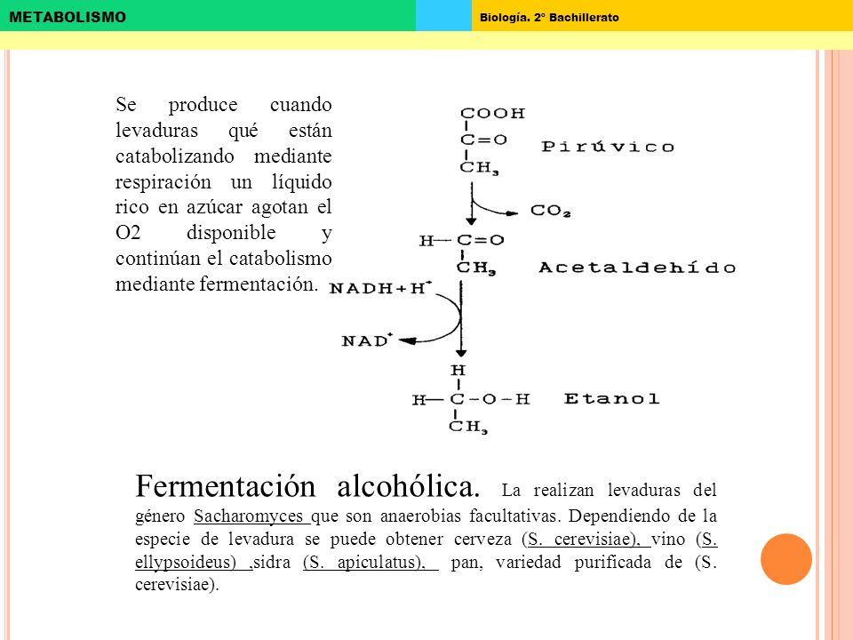Se produce cuando levaduras qué están catabolizando mediante respiración un líquido rico en azúcar agotan el O2 disponible y continúan el catabolismo mediante fermentación.