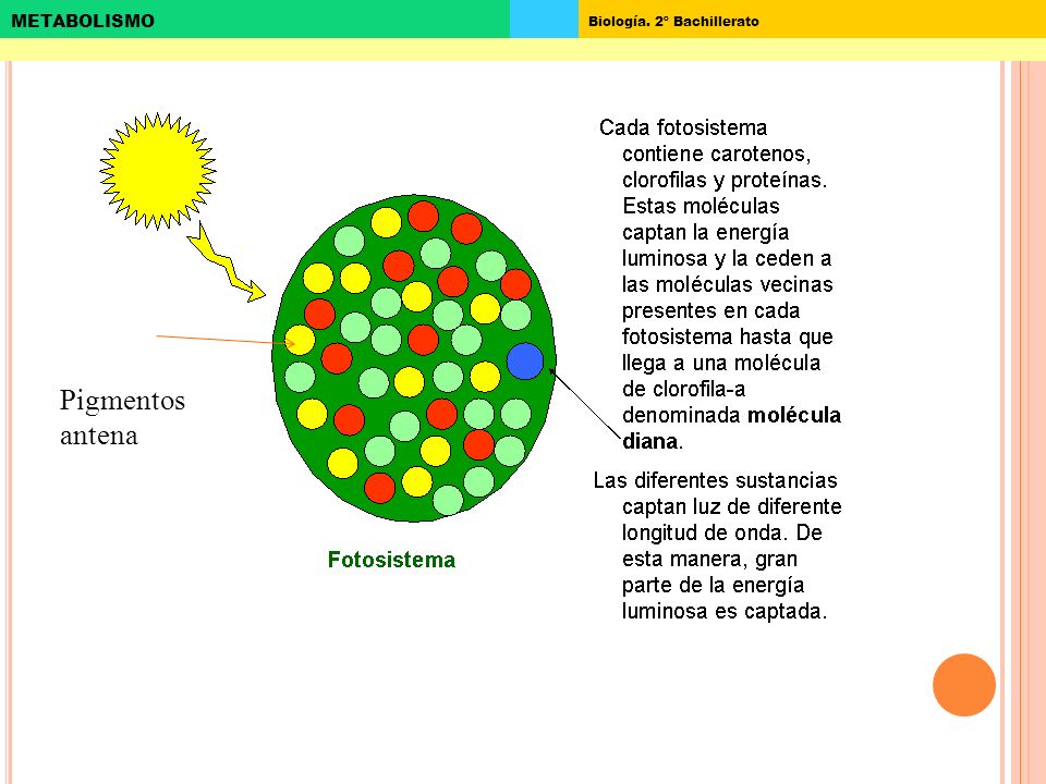 Pigmentos antena