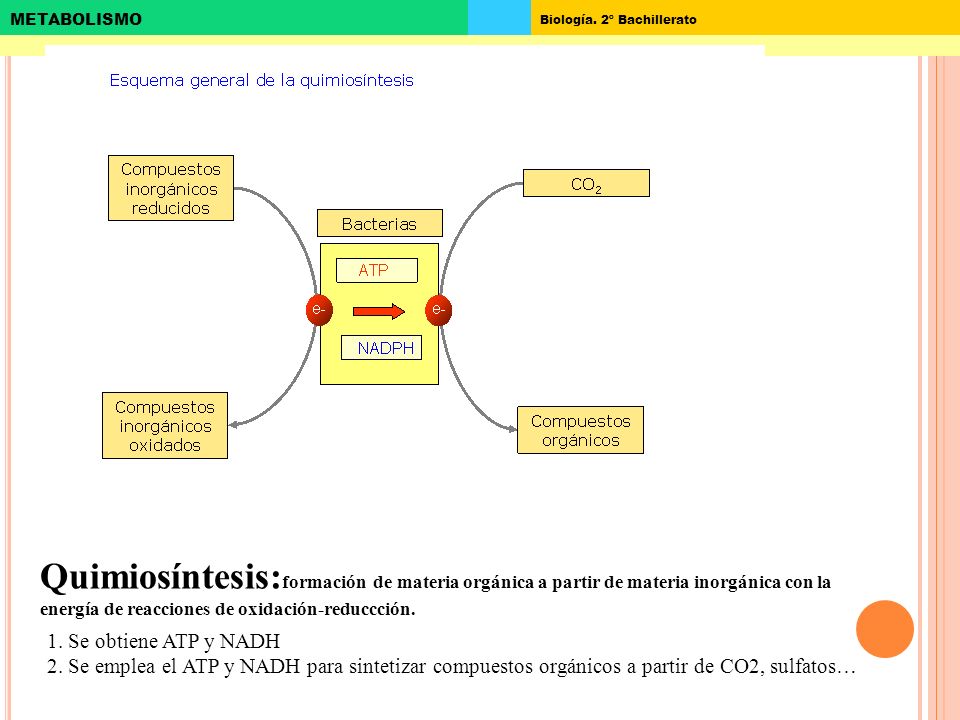 Quimiosíntesis:formación de materia orgánica a partir de materia inorgánica con la energía de reacciones de oxidación-reduccción.